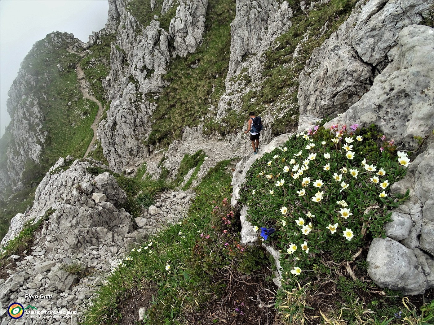 58 Ci accompgana il Camedrio alpino (Dryas octopetala)   .JPG